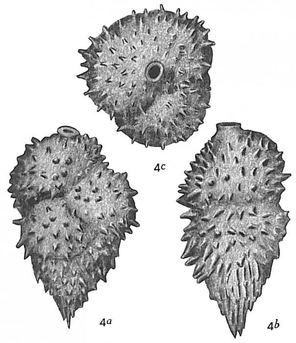 Uvigerina aculeata