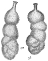 Chromista - Foraminifera (foraminifers)