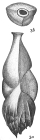 Uvigerina angulosa var. spinipes