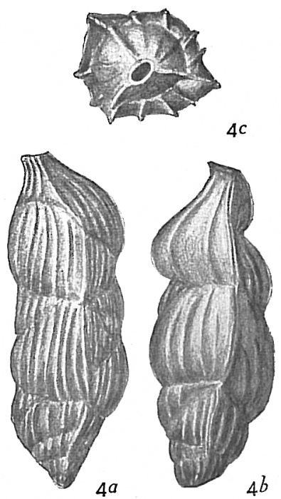 Uvigerina angulosa Uvigerina angulosa