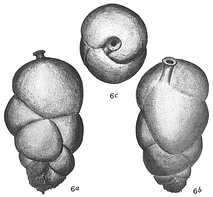 Uvigerina canariensis