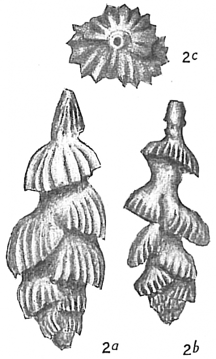 Uvigerina porrecta Uvigerina porrecta