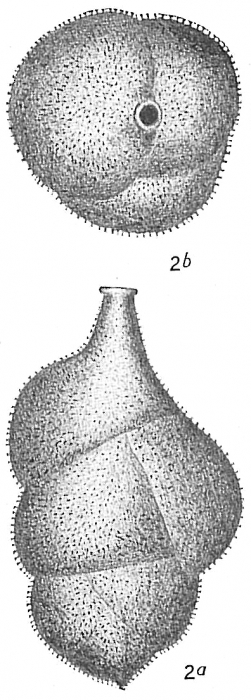 Uvigerina proboscidea