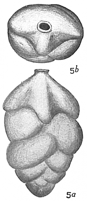 Uvigerina selseyensis Uvigerina selseyensis