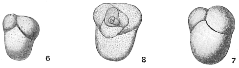 Allomorphina trigona sensu Cushman (1914) not Reuss = A. pacifica Cushman & Todd, 1949