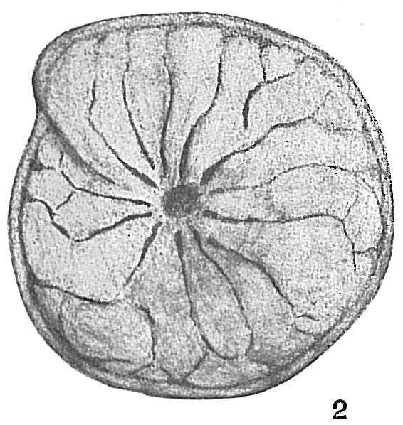Amphistegina lessonii Amphistegina lessonii