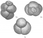 Chromista - Foraminifera (foraminifers)