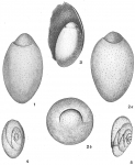 Chilostomella ovoidea