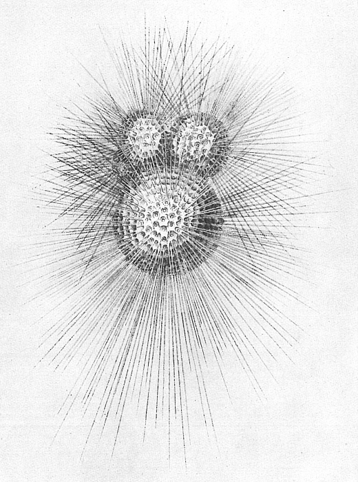 Globigerina bulloides Globigerina bulloides