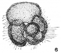 Chromista - Foraminifera (foraminifers)