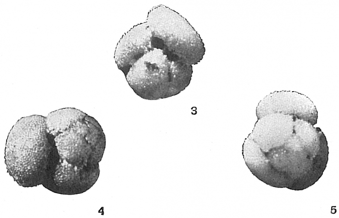 Globigerina conglobata