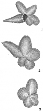 Globigerina digitata