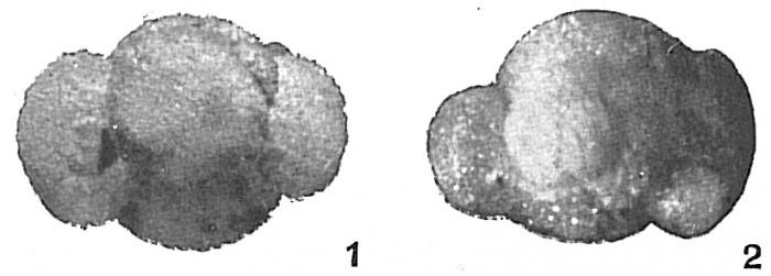 Globigerina helicina