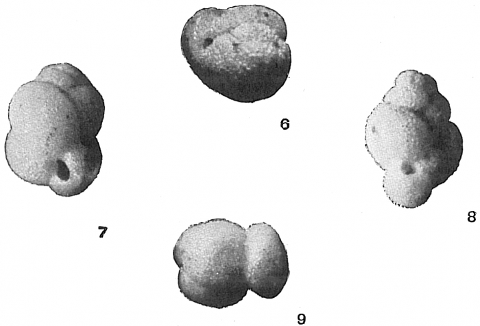 Globigerina rubra Globigerina rubra