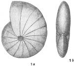 Chromista - Foraminifera (foraminifers)