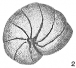 Nonionina orbicularis
