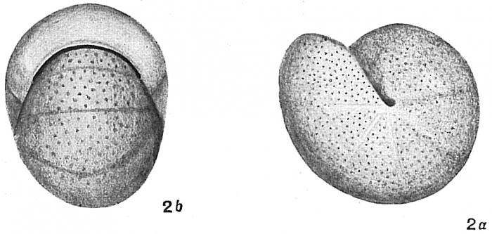 Nonionina pompilioides Nonionina pompilioides