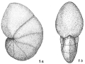 Chromista - Foraminifera (foraminifers)