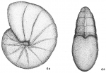 Chromista - Foraminifera (foraminifers)