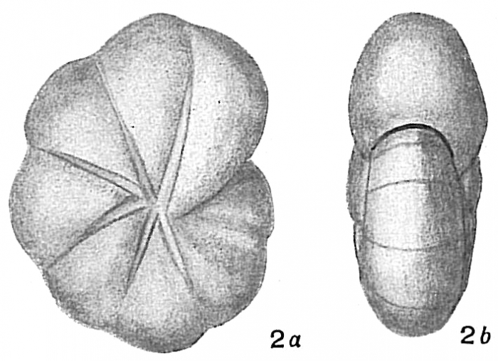 Nonionina stelligera Nonionina stelligera