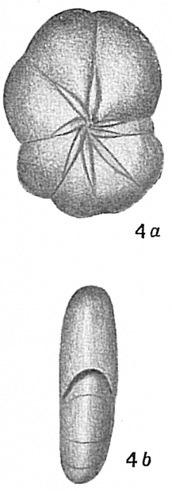 Nonionina stelligera Nonionina stelligera