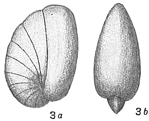 Nonionina turgida