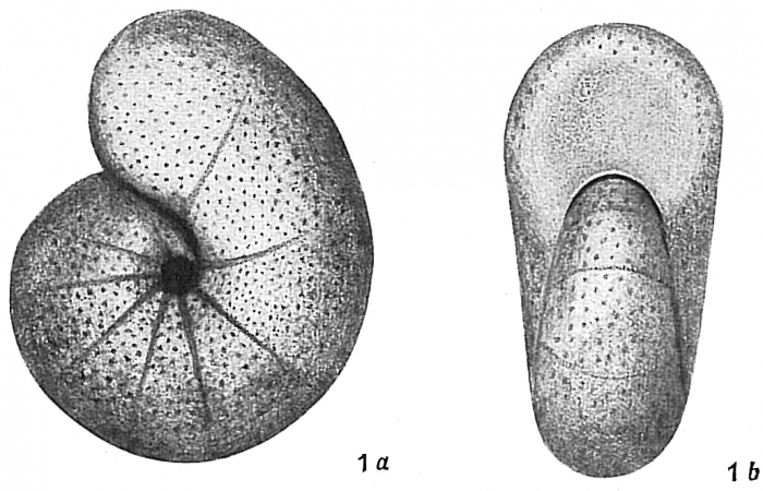 Nonionina umbilicatula