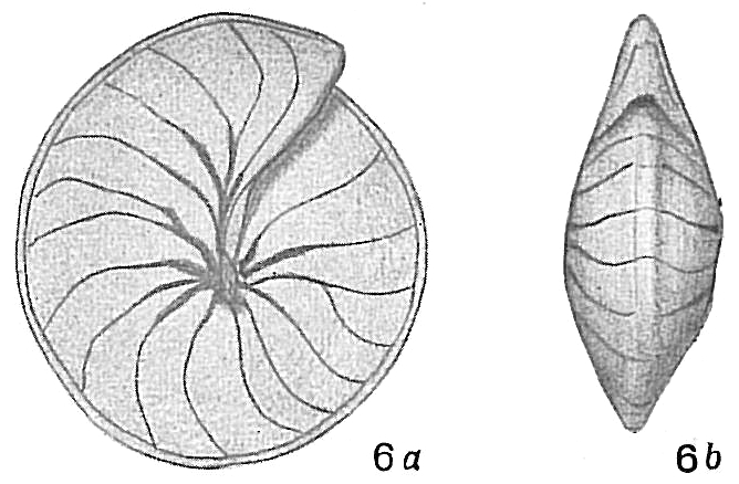 Nummulites cumingii