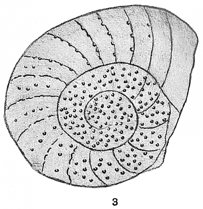 Operculina complanata var. granulosa