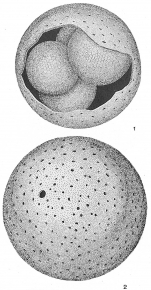 Orbulina universa