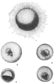 Chromista - Foraminifera (foraminifers)