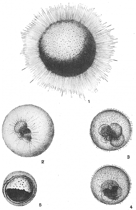 Orbulina universa Orbulina universa