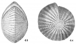 Chromista - Foraminifera (foraminifers)