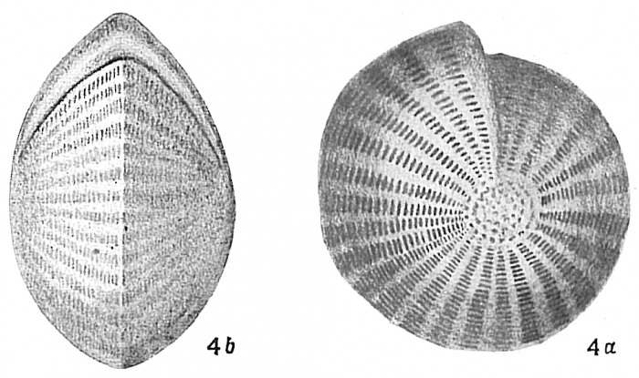 Polystomella craticulata