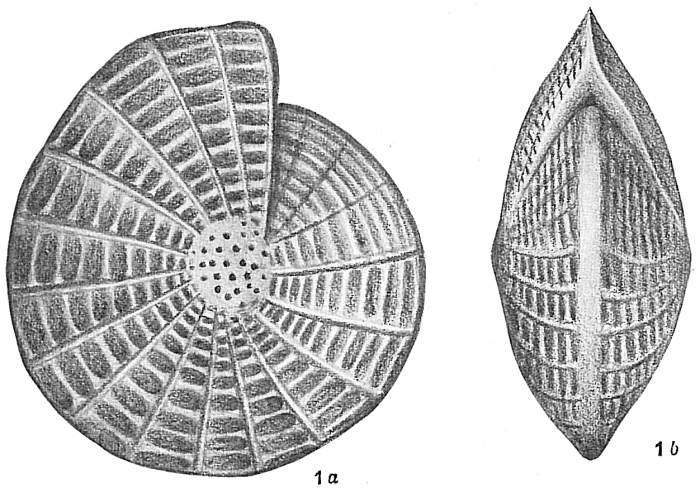 Polystomella crispa