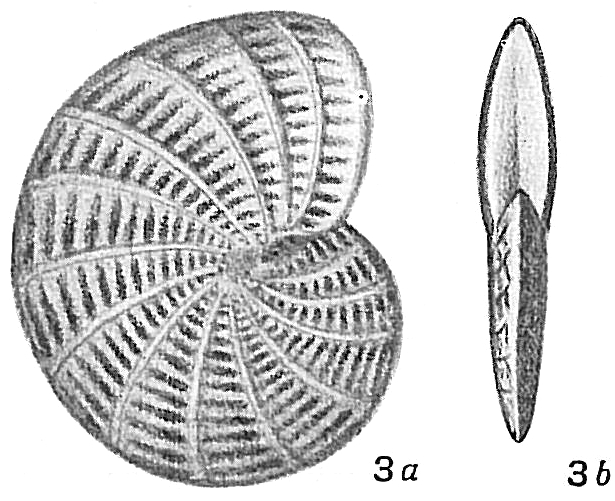 Polystomella macella