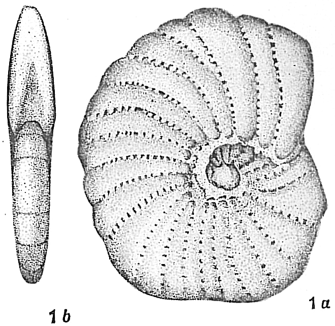 Polystomella sibirica