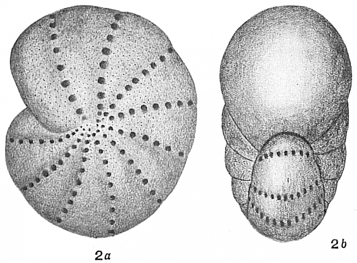 Polystomella striatopunctata