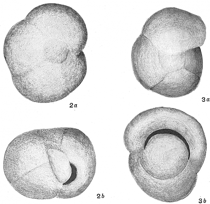 Pullenia obliquiloculata Pullenia obliquiloculata