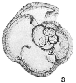 Chromista - Foraminifera (foraminifers)