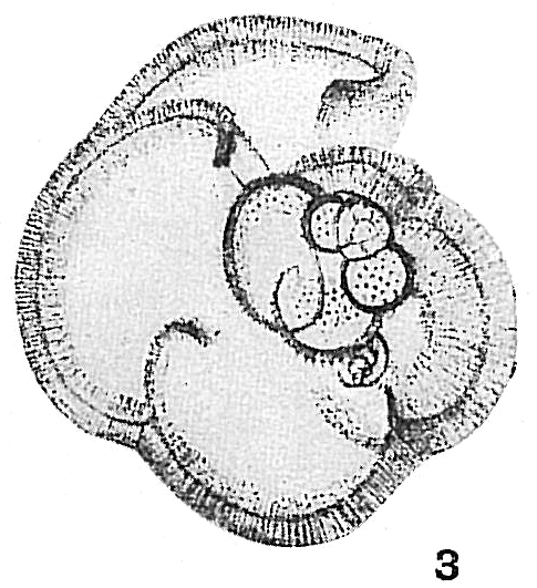 Pullenia obliquiloculata Pullenia obliquiloculata