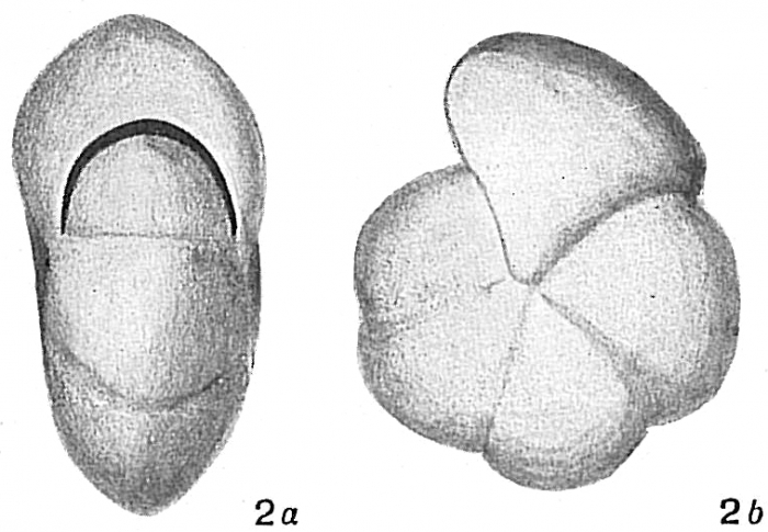 Pullenia quinqueloba