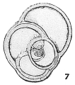 Chromista - Foraminifera (foraminifers)