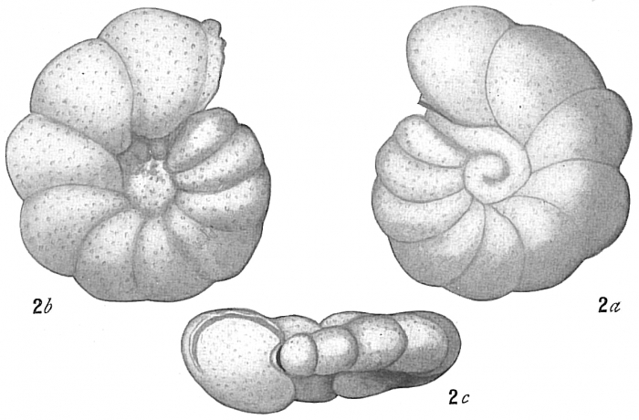 Anomalina ammonoides sensu Cushman Not Reuss