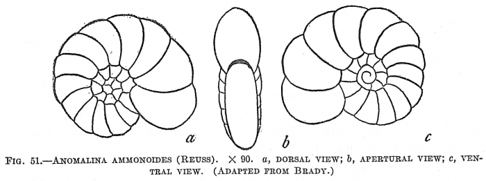 Anomalina ammonoides sensu Cushman Not Reuss