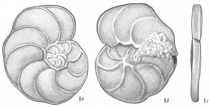 Anomalina ariminensis (d'Orbigny, 1826)