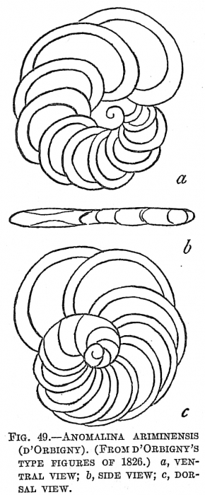 Anomalina ariminensis (d'Orbigny, 1826) Anomalina ariminensis (d'Orbigny, 1826)