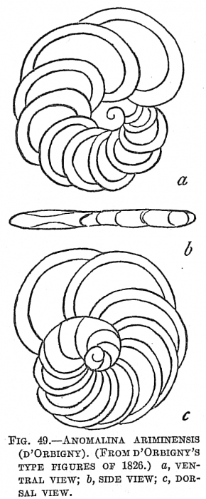 Anomalina ariminensis (d'Orbigny, 1826)