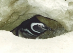 Magellanic penguin in its burrow