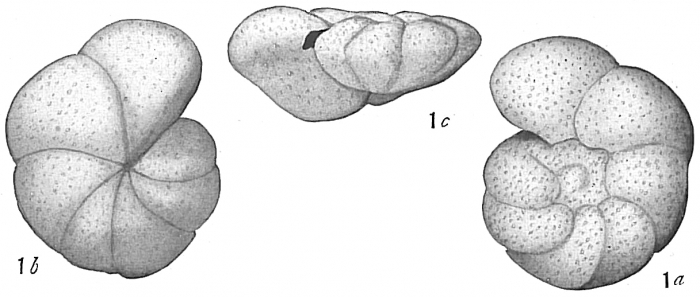 Anomalina grosserugosa